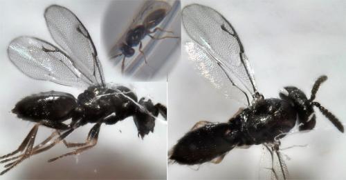 Gastrancistrus sp.