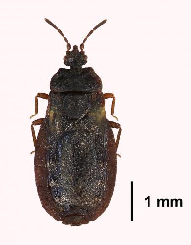 Aneurus avenius