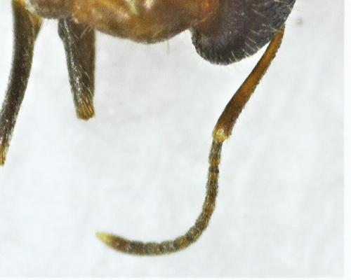 Lasius emarginatus