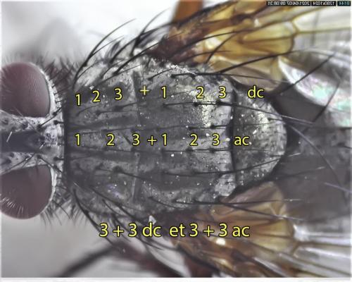 Macquartia dispar