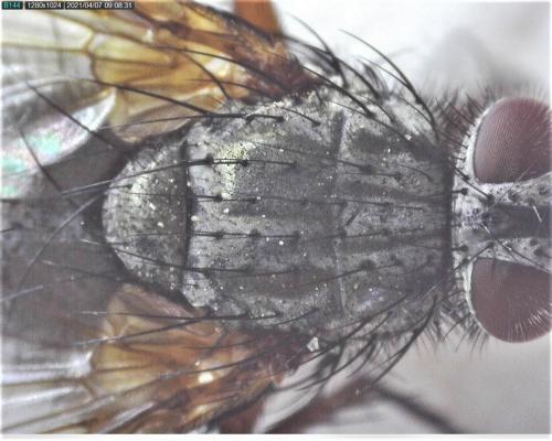 Macquartia dispar
