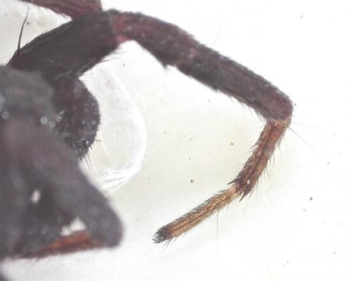 Alopecosa pulverulenta