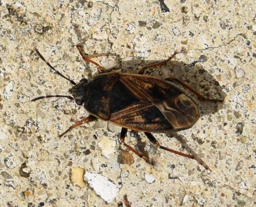 Réf. 278 927 : Trapezonotus dispar