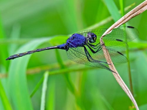 Réf. 278 166 : Trithemis sp.