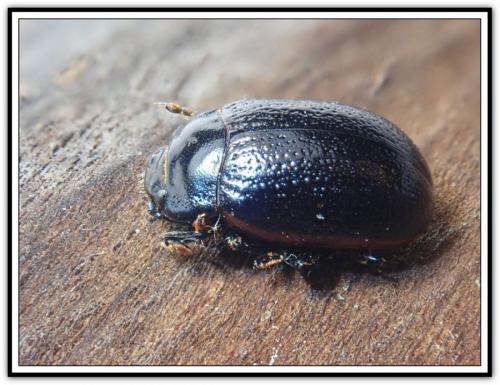 Chrysolina sp.
