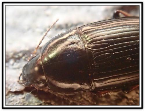 Amara tricuspidata