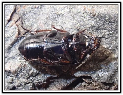 Amara tricuspidata