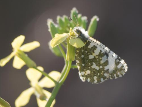 Réf. 278 374 : Euchloe crameri