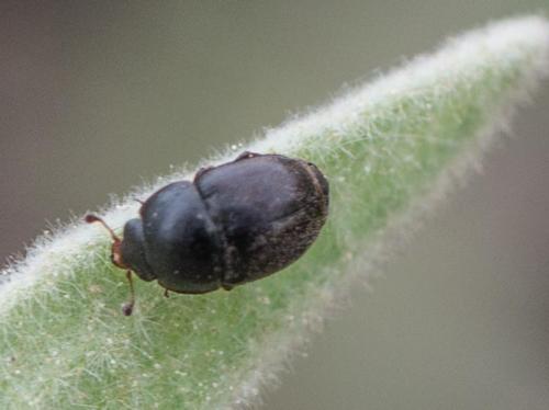 Meligethinae