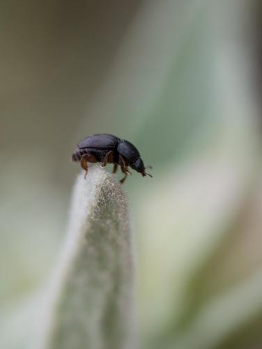 Meligethinae