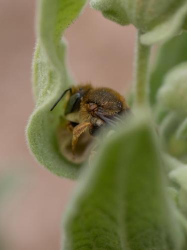 Réf. 278 520 : Rhodanthidium septemdentatum
