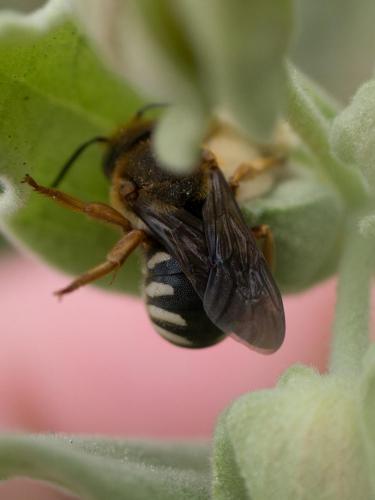 Réf. 278 521 : Rhodanthidium septemdentatum