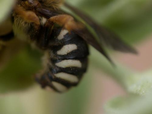 Réf. 278 522 : Rhodanthidium septemdentatum
