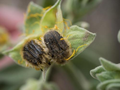 Tropinota squalida