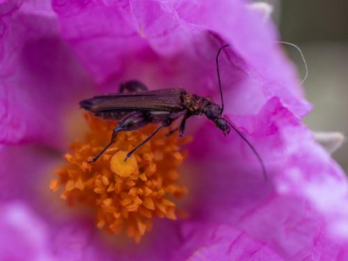 Oedemera flavipes