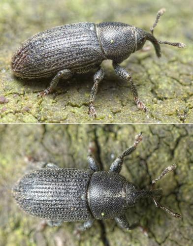 Réf. 278 012 : Mecinus pyraster