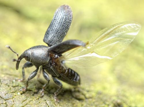 Réf. 278 013 : Mecinus pyraster