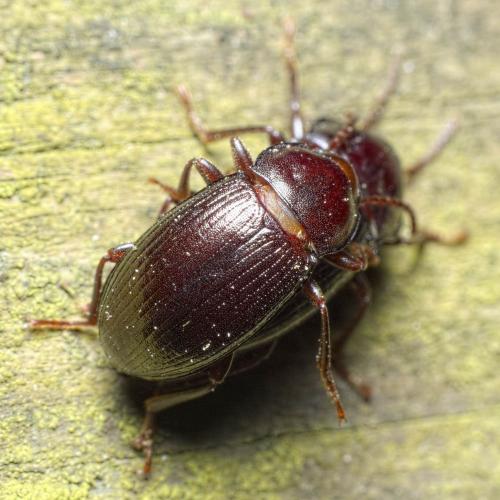 Réf. 278 414 : Nalassus ecoffeti