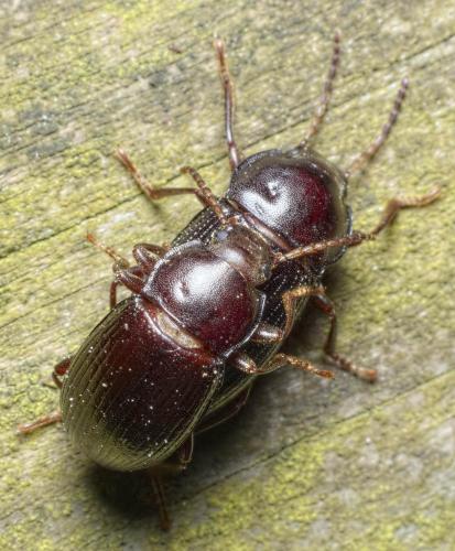 Réf. 278 413 : Nalassus ecoffeti