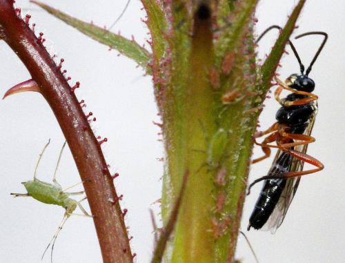 Syrphoctonus tarsatorius