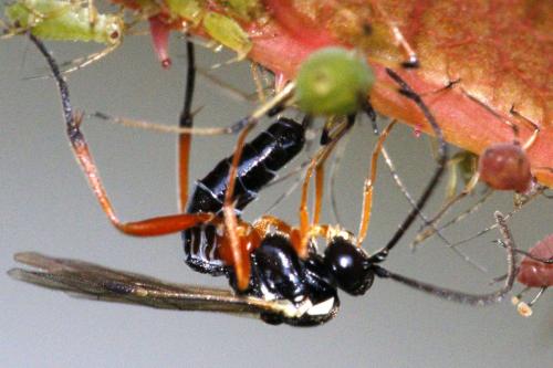Syrphoctonus tarsatorius
