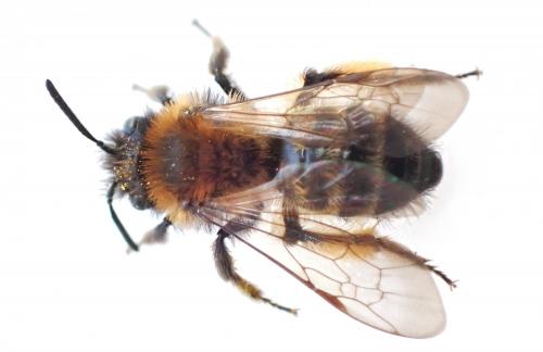 Andrena bicolor
