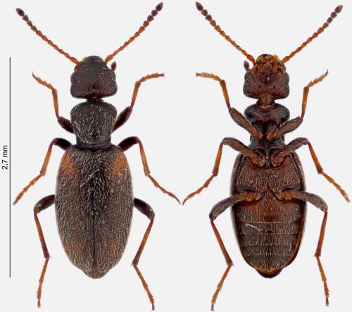 Anthicus fenestratus