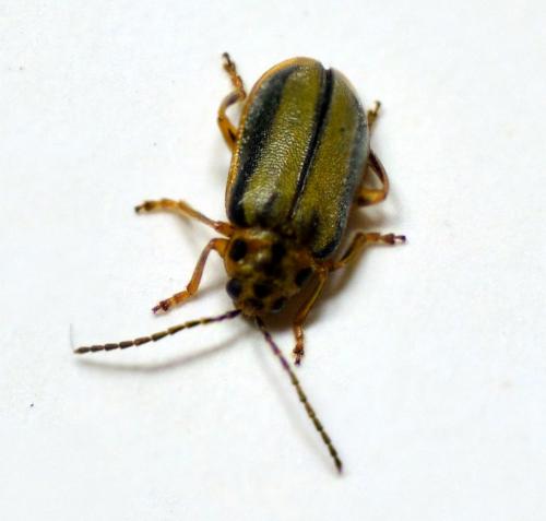 Réf. 278 602 : Xanthogaleruca luteola