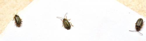 Xanthogaleruca luteola