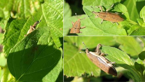 Réf. 278 011 : Lixus ochraceus