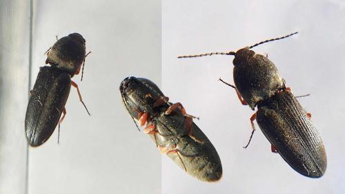 Cardiophorus rufipes