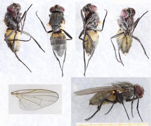 Réf. 278 961 : Fannia canicularis