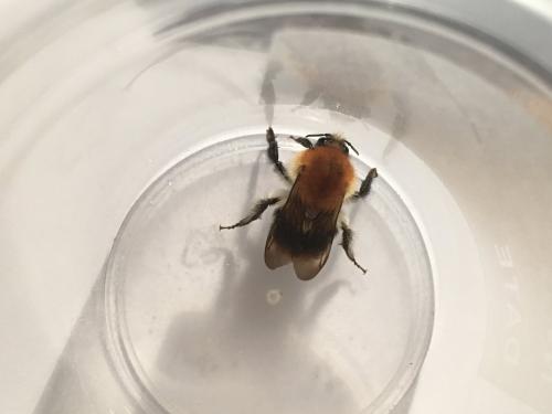 Bombus pascuorum
