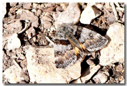 Boudinotiana notha