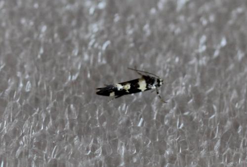 Réf. 278 356 : Denisia sp.