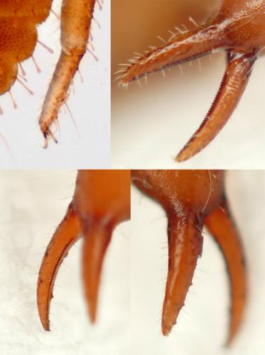 Réf. 278 468 : Pselaphochernes sp.