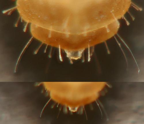 Réf. 278 469 : Pselaphochernes sp.