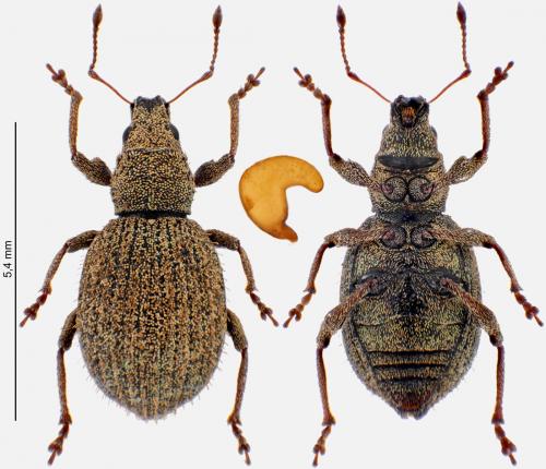 Réf. 278 529 : Sciaphilus asperatus