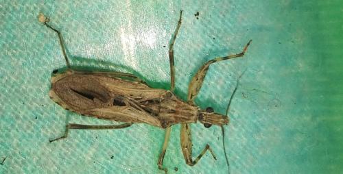 Oncocephalus sp.