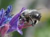 278516 – Photo : Bernard Ginesy – France (13)