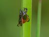 278440 – Photo : michel Aubailly – France (78)