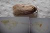 278418 – Photo : Dominique THAUVIN – France (45)