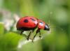 278402 – Photo : Michèle Guinnet – France (69)
