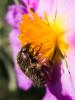 278949 – Photo : BourrinOman – France (83)