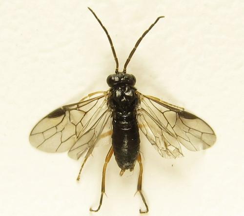 Réf. 279 370 : Platycampus luridiventris