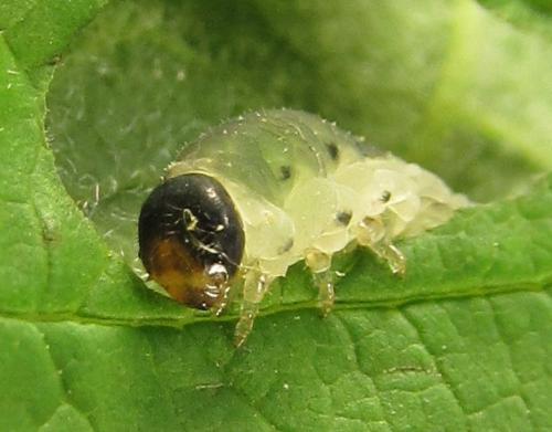 Réf. 279 510 : Empria pumiloides