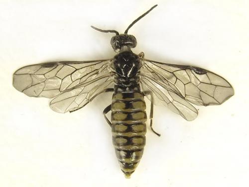 Réf. 279 516 : Empria pumiloides
