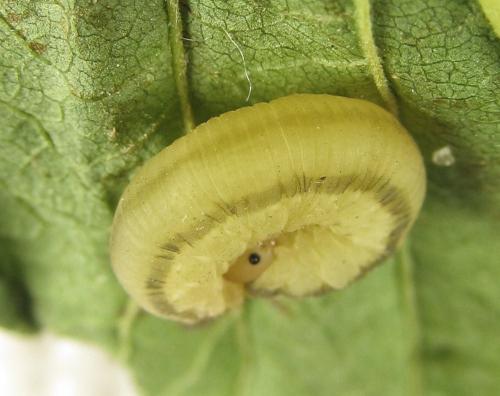 Eutomostethus gagathinus