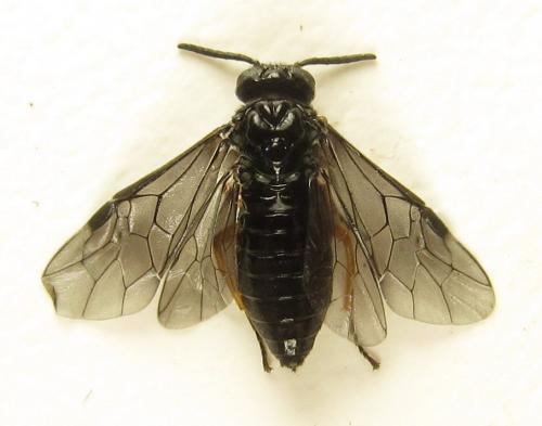 Réf. 279 589 : Eutomostethus gagathinus