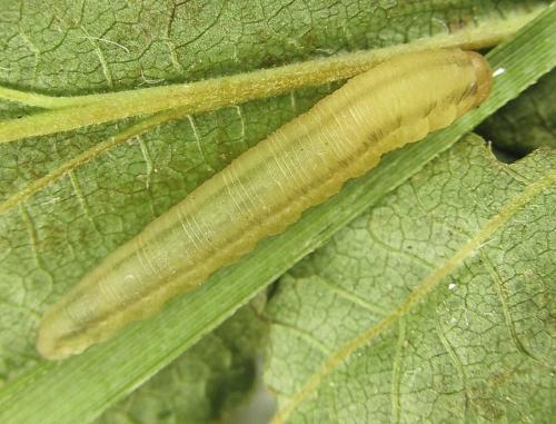 Réf. 279 709 : Eutomostethus gagathinus